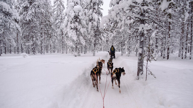Explore the magical winter wonderland of Akaslompolo, where a team of eager sled dogs navigates through pristine snow-covered forests. Adventure awaits in every snowflake.