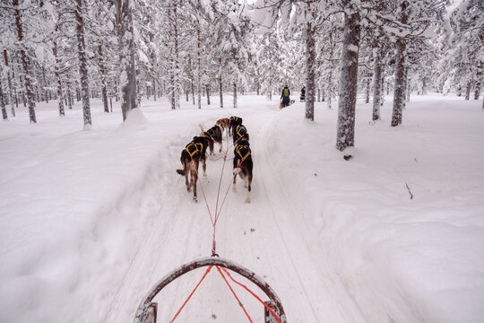 Experience the thrill of dog sledding through a stunning snowy landscape in Akaslompolo, Lapland. Majestic pine trees surround the trail, creating a magical winter adventure.