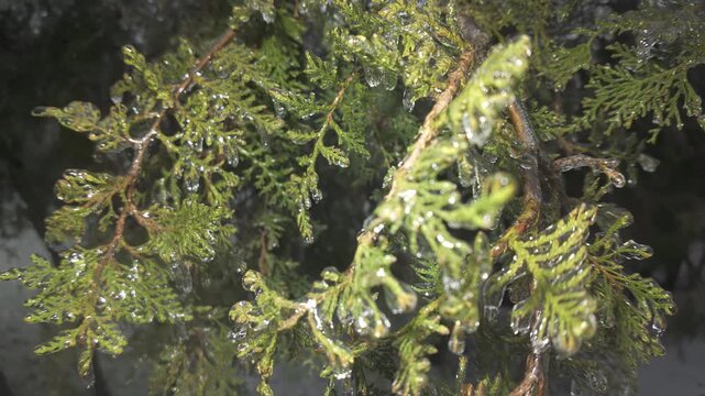 Evergreen branches of thuja covered in thin layer of ice, icicles hanging from their leaves and sparkling in light, close-up. Natural winter scene: iced green foliage branches of arborvitae tree. 