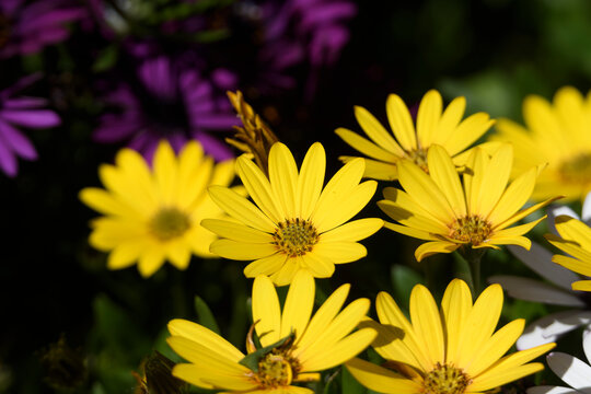 Fleurs d'ost&eacute;ospermum dans un jardin en Bretagne