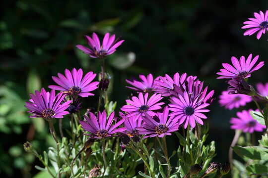 Fleurs d'ost&eacute;ospermum dans un jardin en Bretagne