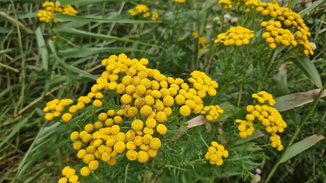 Bright Yellow Tansy Wildflowers Blooming in Coastal Meadow Near Ribe, Denmark