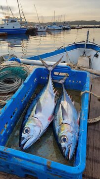 Freshly caught fish displayed in a blue plastic creel on a wooden dock, set against a serene harbor backdrop of moored fishing boats at dawn