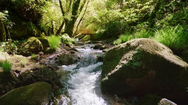 Idyllic river flowing downstream through mossy rocks and lush vegetation in a tranquil woodland setting. Sunlit green foliage surrounds the clear, fresh water creating a peaceful atmosphere