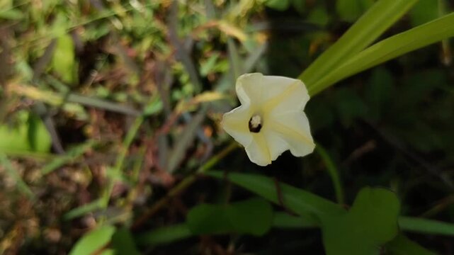 Ipomoea obscura, or morning glory, blooms in the garden. Although native to the Americas, it has now become a global plant and thrives in various countries, including Asia