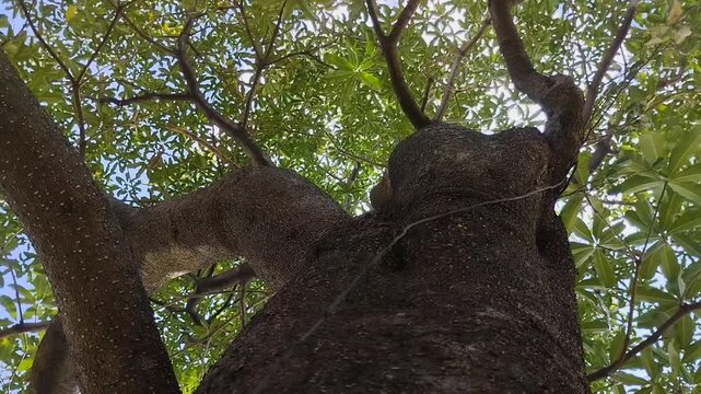An Alstonia scholaris tree with dense green leaves and textured bark. The majestic Pule tree canopy against a clear sky is perfect for a nature backdrop