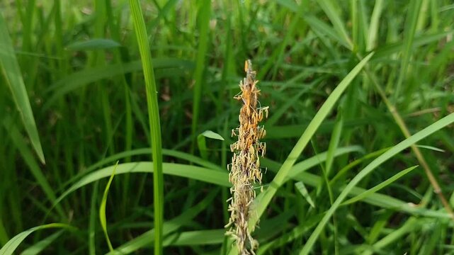 Foxtail grass (Alopecurus) in a green meadow. For botanical and environmental concepts