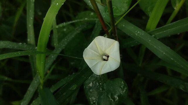 Ipomoea obscura, or morning glory, blooms in the garden. Although native to the Americas, it has now become a global plant and thrives in various countries, including Asia