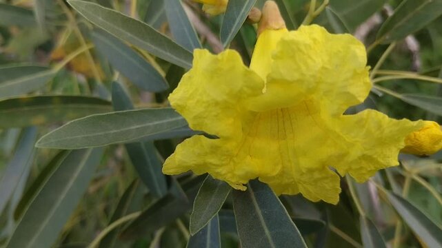 Bright yellow Tabebuia or Trumpet Tree or Golden Trumpet Tree (Tabebuia aurea or Handroanthus chrysotrichus) flowers bloom under the blue sky
