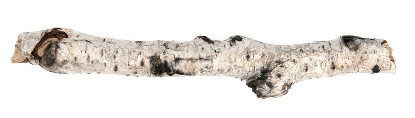 Fototapeta premium piece of birch driftwood isolated white background. piece of a broken tree branch. brushwood. wooden stick