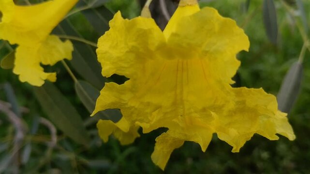Bright yellow Tabebuia or Trumpet Tree or Golden Trumpet Tree (Tabebuia aurea or Handroanthus chrysotrichus) flowers bloom under the blue sky