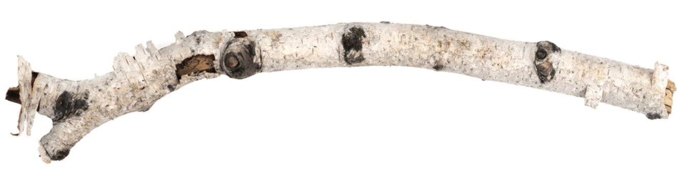 piece of birch driftwood isolated white background.  piece of a broken tree branch. brushwood. wooden stick