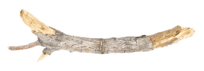 Fototapeta premium piece of driftwood isolated white background. piece of a broken tree branch. brushwood. wooden stick