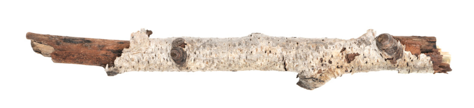 piece of driftwood isolated white background.  piece of a broken tree branch. brushwood. wooden stick