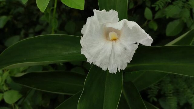 Crepe Ginger (most common) or Spiral Ginger or Wild Ginger or Malay Ginger or Red Button Ginger (Cheilocostus speciosus) with pure white petals that bloom beautifully among the green leaves