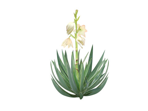 Yucca gloriosa or Spanish dagger plant with flower buds isolated on a white background