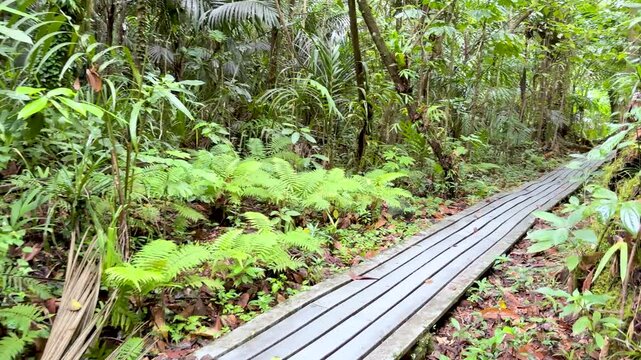 Wooden boardwalk winding through dense tropical rainforest landscape in El Yunque National Park Puerto Rico.
