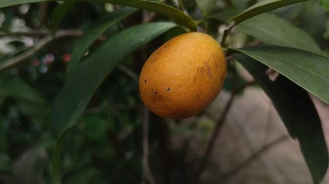 Fresh ripe Nagami Kumquat fruit hanging on tree branch with green leaves. Oval orange citrus fruit in the garden. Tropical agriculture and healthy food concept