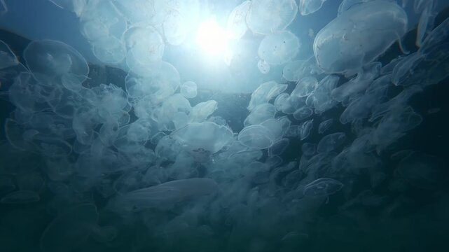 Serene evening procession of Moon jellies (Aurelia aurita) in sun's final glow. Backlit by setting sun rays, their delicate forms shimmer with soft light as they glide through darkening sea current