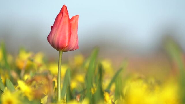 Red Tulip on the field whit wind