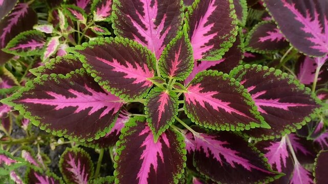 Miana or Coleus (Coleus scutellarioides) leaves with a pink, purple, and green pattern. Natural floral background