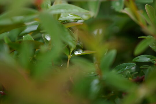 The leaves are covered with raindrops