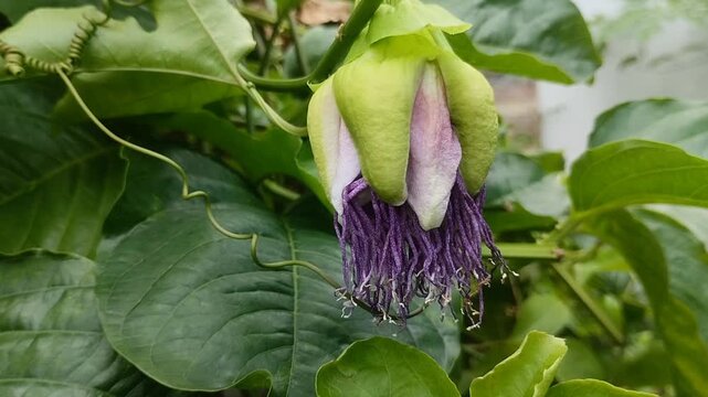The flower buds of the giant granadilla (Passiflora quadrangularis) are in bloom. This plant produces the largest fruit