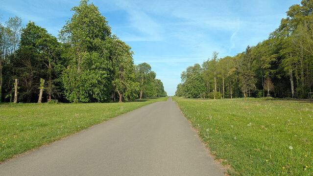road in the woods