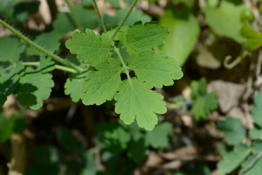 Close up view of fresh green lobed leaves with hairy stems of a greater celandine plant growing in the wild - latin name - Chelidonium majus