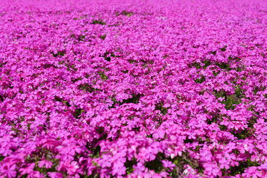 The moss phlox is in full bloom