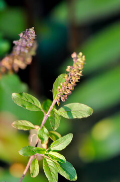 basil or holy basil , Sacred basil or Ocimum tenuiflorum L or Ocimum sanctum L or LAMIACEAE plant and flower or vegetable