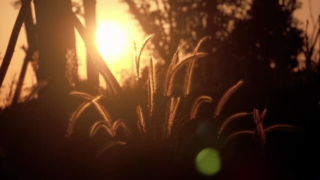 Foxtail Grass Silhouetted Against a Glowing Sunset in Serene Natural Scenery