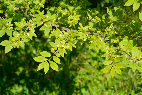 Close up view of vibrant green leaves and tiny pale yellow blossoms on the branches of a winged burning bush - latin name - Euonymus alatus;
