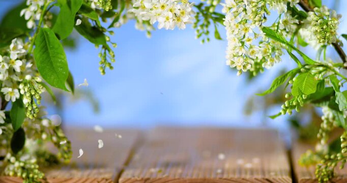 White Blossom On Wooden Deck Bright Sky Shallow Bokeh Macro Closeup With Soft