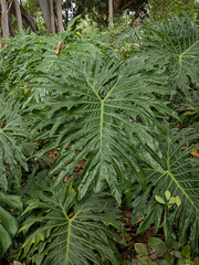Big green leaves of a split-leaf philodendron - Thaumatophyllum bipinnatifidum  © Kristof Lauwers
