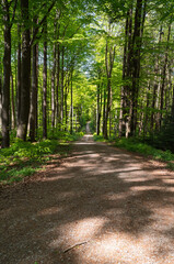 Fototapeta premium Forest Path Dappled Sunlight