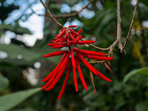 Closeup of a bright red coral tree flower - Dinamarca 