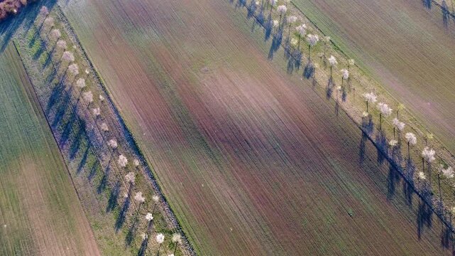 Aerial scene of rolling agricultural fields separated by straight tree lines. Top-down tracking forward camera angle. Long shadows cast by golden hour sunlight. High quality 4k aerial footage.