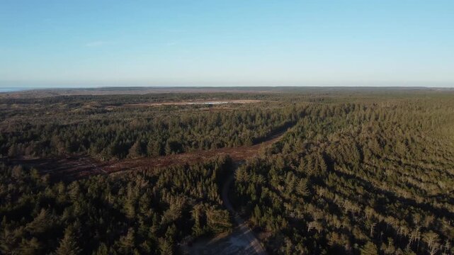 Aerial drone flying over a large pine forest in Jutland, Denmark showing a wide open landscape with a clear blue sky and the distant sea on the horizon during a sunny day