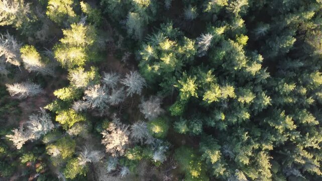 Drone flying over a lush evergreen pine forest with coniferous treetops glowing in the warm sunlight, showcasing the serene and beautiful natural landscape of Jylland, Denmark