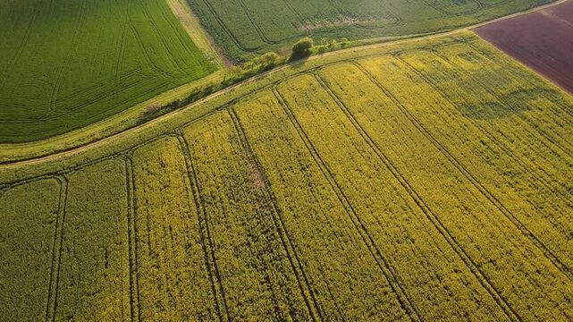 Drone tracking forward over vibrant yellow canola and green wheat fields during golden hour sunset lighting. High quality 4k aerial footage.