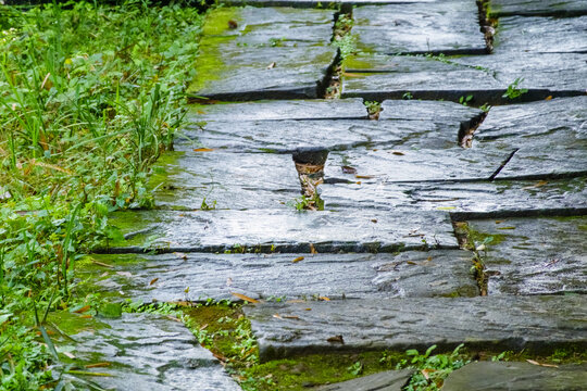 Wet Mossy Stone Path in a Lush Green Garden
