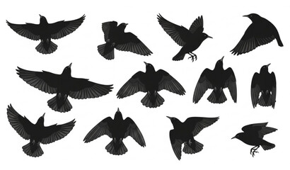 European starling flying silhouette set with different wing positions bird flight collection isolated on white © Md Humaun