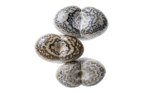 Three lithops succulent plants with textured surfaces isolated on transparent background