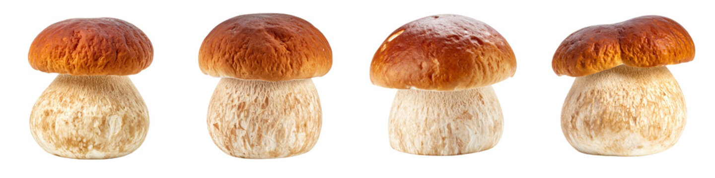 Four whole raw porcini mushrooms with brown caps and thick white stalks arranged in  row