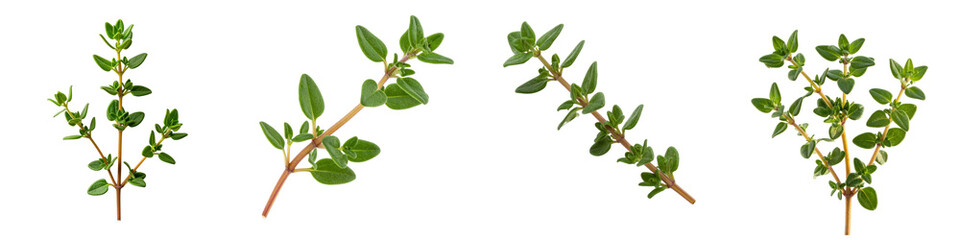 Fototapeta premium Four fresh green thyme sprigs arranged in row showing leaves and stems in macro detail