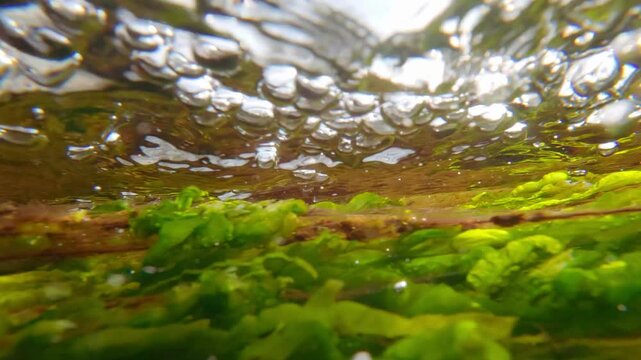 Surging tide drags through shallows of Sea Lettuce weed and red filamentous algae, above them rush by multitude oxygen bubbles, contrasting with rhythmic, whip-like movement of aquatic plants below