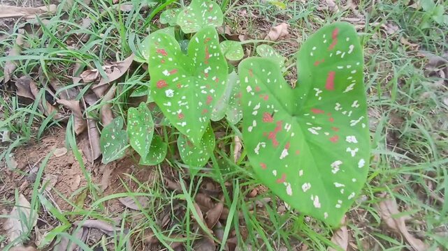 Video of Caladium bicolor plant from India.