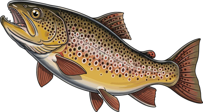 Realistic brown trout fish detailed illustration freshwater aquatic animal side view vector artwork isolated on white background for fishing and wildlife design