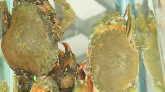 Close-up of two Vietnamese mud crabs swimming together in a water tank, showing their tough shells and sharp spines.